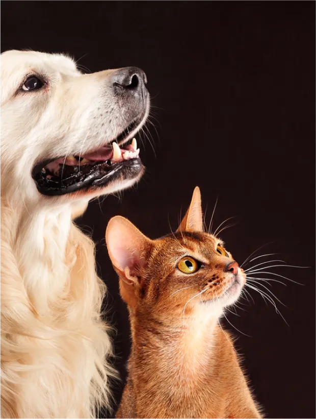 Pharmacie De La Gare Pharmacie Vence Espace Veterinaire